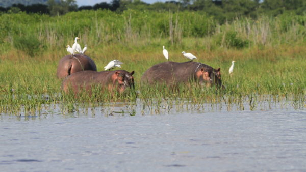 The Shire River is the longest in Malawi (Hollidaysg/Dreamstime)