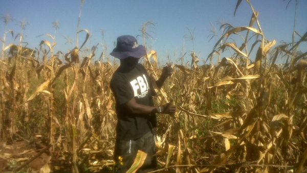 A farmer harvests maize in Zambia. The staple crop is grown widely there but a lack of infrastructure means much is wasted (FraWanMalE/CC BY-SA 4.0)