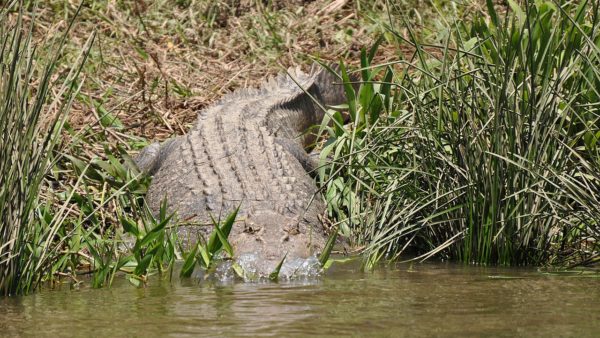 Daintree is cut off from Queensland’s electricity grid and its over-reliance on diesel has led to a decline in health for local people and damage to the region’s environment (Annette Teng/CC BY 3.0)