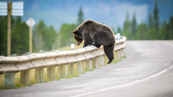 A bear on a road (Brandon Smith/Dreamstime)