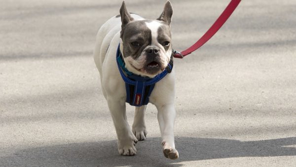 A dog enjoys a walk in New York. Non-profit ACC recorded a 25% increase in the number of pets left at its centres in the first half of 2022 (Bruce Emmerling/CC BY-SA 4.0)