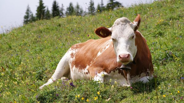 Out of a job? Artificial beef aims to improve the world’s “protein security” (Kim Hansen/CC BY-SA 3.0)