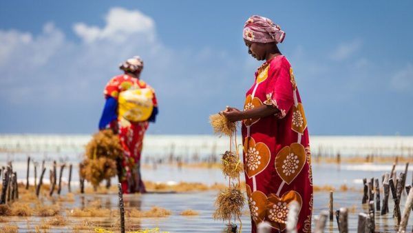 Seaweed farmers in Zanzibar. If built, the bridge is expected to boost the island’s economy (Yann Macherez/CC BY-SA 4.0)