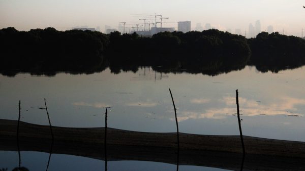 Mangrove trees along Manila Bay (Elmer nev valenzuela /CC BY-SA 4.0)