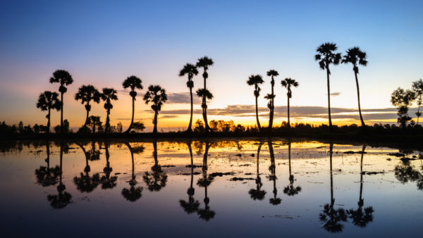 Sunrise landscape with sugar palm trees on the paddy field at Chau Doc in the Mekong Delta (VinhDao/Dreamstime)