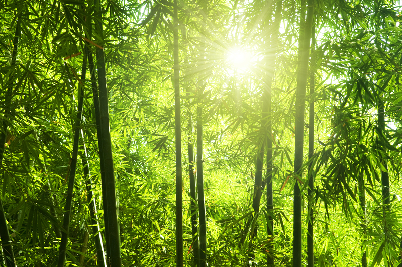 How bamboo can help decouple urbanisation from carbon emissions